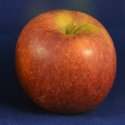 Bi-coloured Apple, Royal Gala Golden Bay Fruit Orchards, NZ