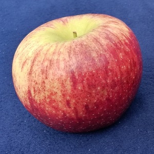 envy apple