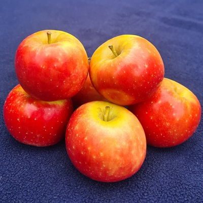 RegalYou / Candine apple, France