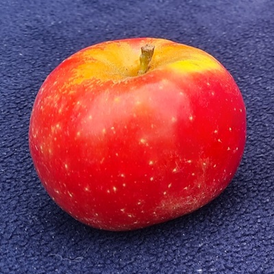 RegalYou / Candine apple, France