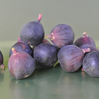 baby fig