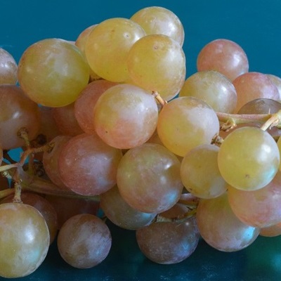 Muscat grape, Chile