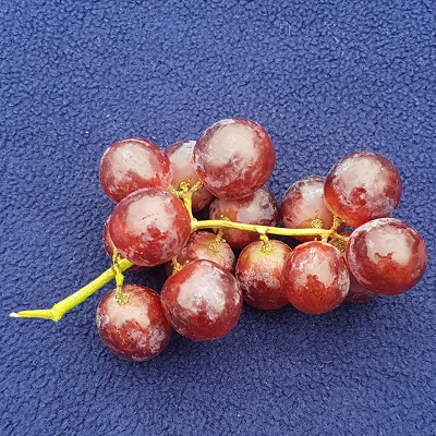 red seedless grape