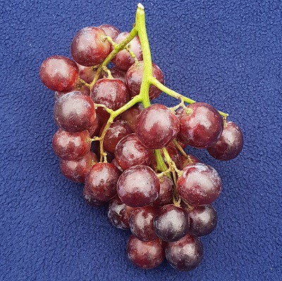 tawny red seedless grape