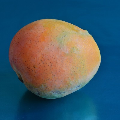 aya mango israel