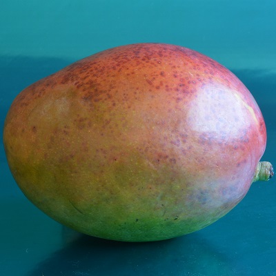 haden mango