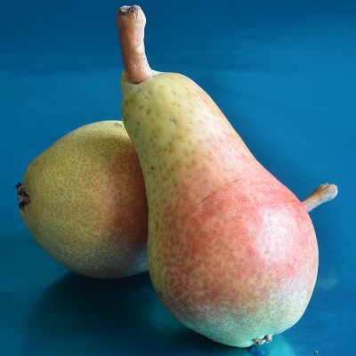 carmen pear