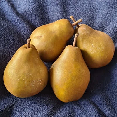 Dazzling Gold pear