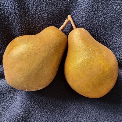 Dazzling Gold pear